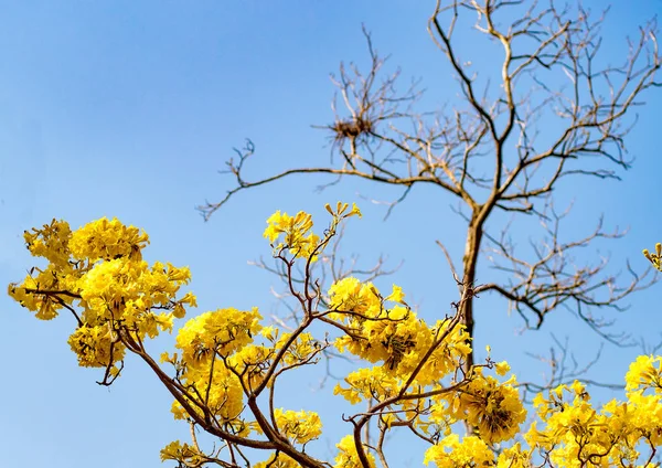 Żółty kwiat wiosenny czas letni na tle błękitnego nieba pięknej przyrody — Zdjęcie stockowe