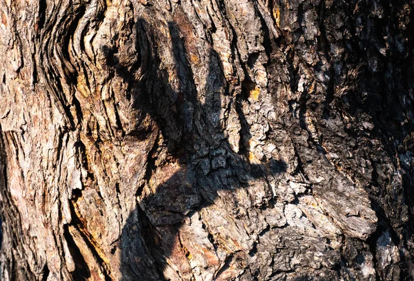 A tree texture close up  with the other hand background. Concept natural is easily destroyed because of man. — Stock Photo, Image