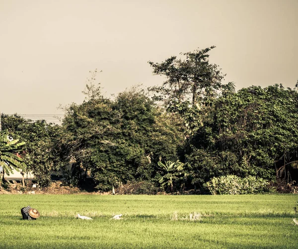 Rolnik sadzenia na ekologicznej ryżu niełuskanego gruntów rolnych. Kombajny zbożowe dojrzałe ryż w polu . — Zdjęcie stockowe