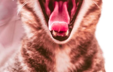 yakın yukarı esneme kedi açık geniş ağız