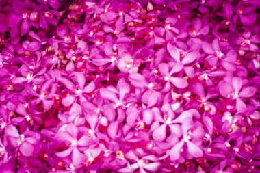 bulanık arka plan ile Pembe orkide, bulanık arka plan ile güzel pembe orkide