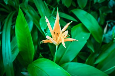Turuncu Heliconia çiçeği çiçek ortasında koyu tropikal yeşillik yeşil yaprakları arka plan