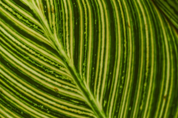 ぼかし緑の葉の背景 — ストック写真