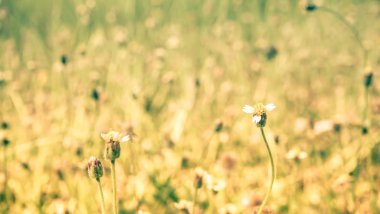  bahar yaz doğa küçük çiçekler, doğa güzel, tonlama tasarım, güneş bitkiler. doğa arka plan yeşil çimen