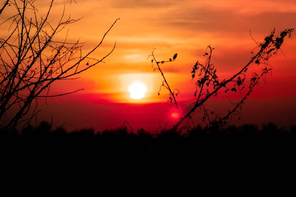 Belle scène avec des branches séchées d'arbres sur une silhouette coucher de soleil photographie orange ciel été printemps concept — Photo