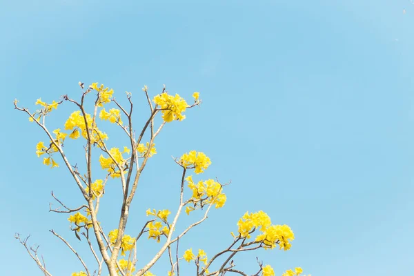 Άνοιξη φόντο με όμορφα κίτρινα λουλούδια από καθαρό γαλάζιο του ουρανού της θερινής ζωής αρχίσει την ιδέα της ιδέας — Φωτογραφία Αρχείου