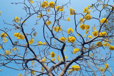mavi gökyüzü arka planda bahar zamanında sarı çiçekler çiçeği.