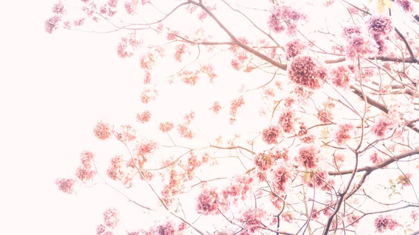 Flores de cerezo rosadas aisladas sobre fondo blanco naturaleza primavera verano temporada , — Foto de Stock