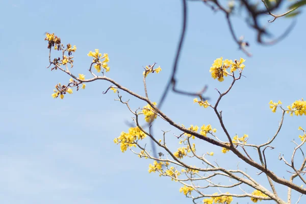 Ανοιξιάτικο άνθος. Όμορφη σκηνή της φύσης με ανθισμένη δέντρο. Ηλιόλουστη μέρα γαλάζιος ουρανός. Ανοιξιάτικα λουλούδια. Όμορφο αφηρημένο θολό φόντο. Άνοιξη — Φωτογραφία Αρχείου
