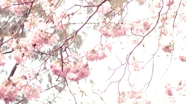 Flores de cerezo rosadas aisladas sobre fondo blanco naturaleza primavera verano temporada , — Foto de Stock