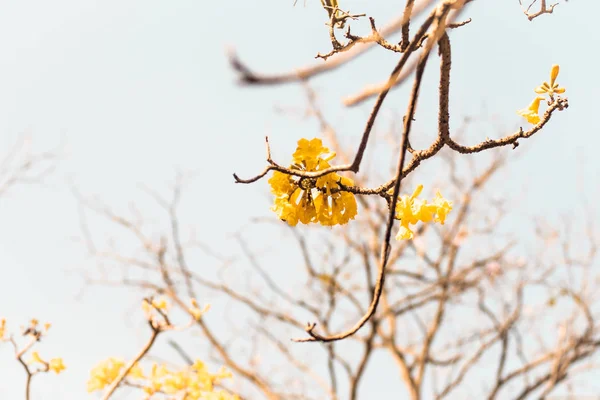 Spring blossom background.Beautiful nature scene with blooming tree.Sunny day blue sky .Spring flowers.Beautiful abstract blurred background.Springtime — Stock Photo, Image