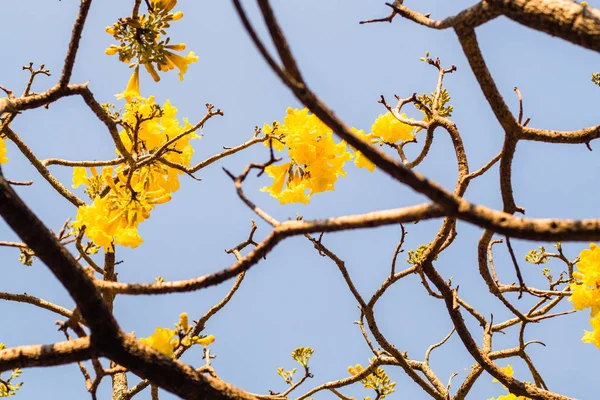 Ανοιξιάτικο άνθος. Όμορφη φύση σκηνή με ανθισμένη δέντρο — Φωτογραφία Αρχείου
