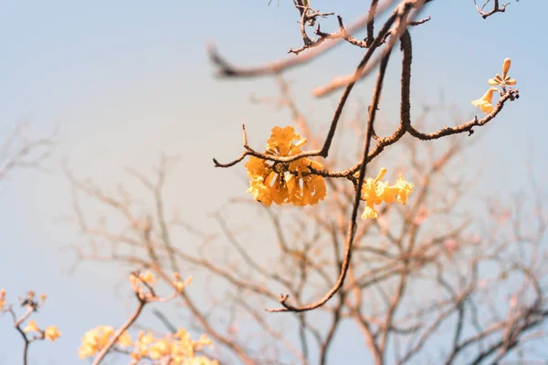 Spring blossom background, Beautiful nature scene with blooming tree, Sunny day — Stock Photo, Image