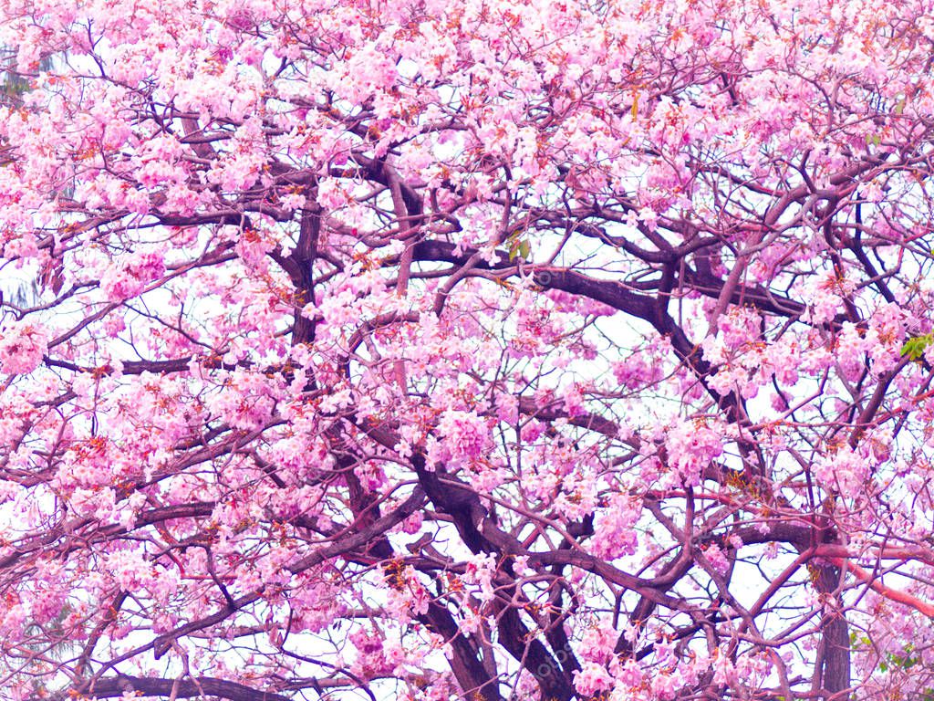 Blooming pink cheery tree flowers during a sunny spring day. nature beautiful background beginning concept idea