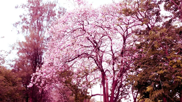 Pembe çiçek ağacı renkli İlkbahar yaz sezonu — Stok fotoğraf