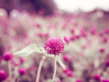 Güneş ışığı sırasında yabani ot kır çiçekleri ile Alan. Güzel yaz manzara