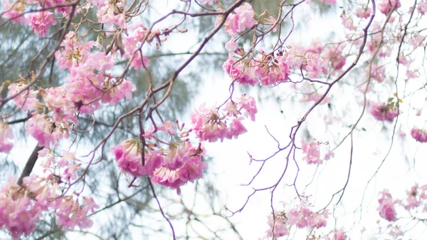 Frühjahrsblüte Hintergrund. schöne Naturszene mit blühenden Bäumen und Sonnenstrahlen. sonniger Tag. Frühlingsblumen. schöne rosa Blume. Hintergrund. Frühling — Stockfoto