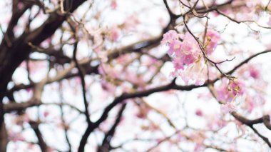 Bahar çiçeği arka plan. Çiçek açan ağaç ve güneş parlaması ile güzel doğa sahnesi. Güneşli bir gün. Bahar çiçekleri. Güzel pembe çiçek. Arka plan. Bahar