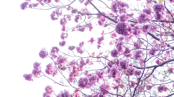 Fondo de flores de primavera. Hermosa escena de la naturaleza con el árbol en flor y la llamarada del sol. Día soleado. Flores de primavera. Hermosa flor rosa. fondo. Primavera — Foto de Stock