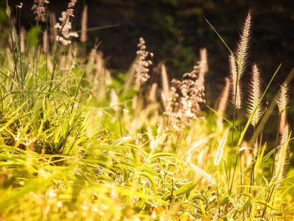 Fält med wildgrass gräs vildblommor blommor under solljus — Stockfoto