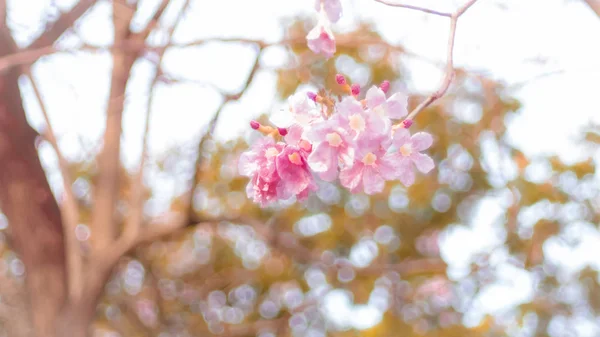 Lindas flores de primavera rosa em um ramo de árvore foco suave desfoque natureza fundo — Fotografia de Stock