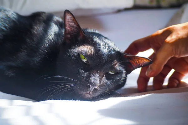 Красивая черная кошка, спящая на пчелином мягком прикосновении крупным планом. — стоковое фото