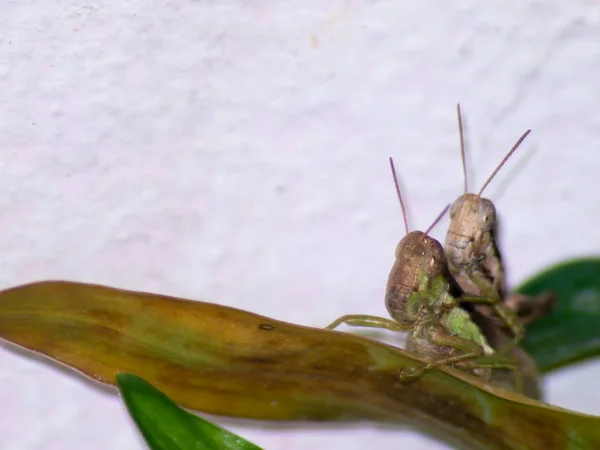 Sprinkhaan op groen blad — Stockfoto