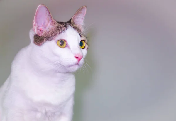 Schwarz-weiße Katze kommt mit neugierigem Blick — Stockfoto