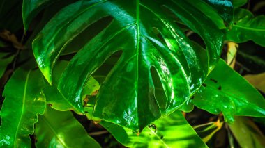 Yeşil yaprakların dokulu üzerinde çiy. Yağmurdan sonra hisler. Doğa arka planı, temiz çevre kavramı fikri