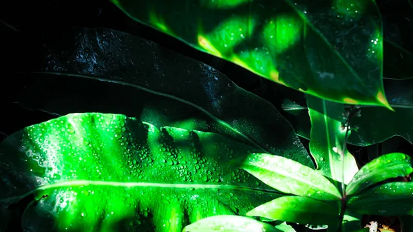 Zöld növény levelek harmat. sötét természeti háttér — Stock Fotó