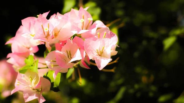 Primo piano di brillante rosa bougainvillea fiori primavera fiore sfocatura sfondo . — Foto Stock
