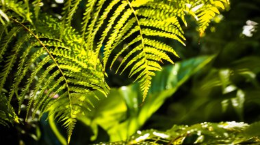 Fern Yeşil yaprakları desen arka plan, Doğal arka plan ve duvar kağıdı ile Güneş ışığı.