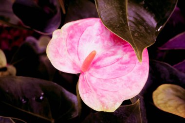 Kalp şekli, pembe renk koyu yeşil doğa arka plan yaprak 