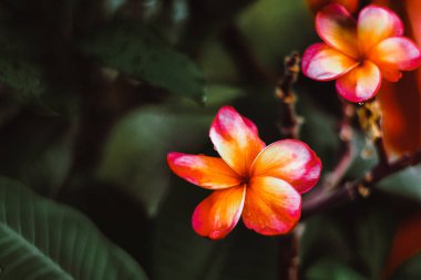  Plumeria Frangipani Hawai çiçekler muhteşem gül pembesi renk yeşil koyu ve siyah bulanıklık arka plan taze doğa dinlenmek ile bronz ile fırçalanmış gelir