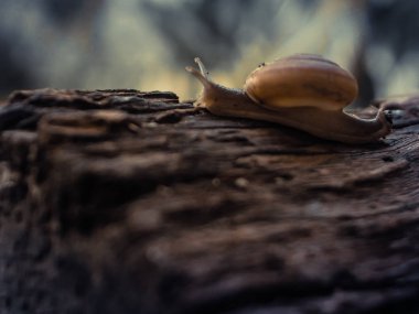 Salyangoz yakın çekim, eski rustik ahşap doğa orman bulanıklık arka plan makro