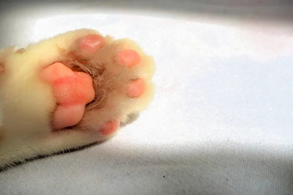 Cute little pink paw feet of cat kitten sleeps on fur white blanket background