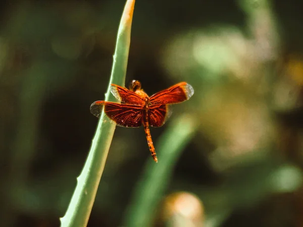 Close up libélula vermelha no verde natureza grama leack blur fundo — Fotografia de Stock