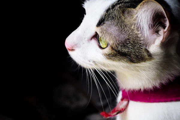 Nahaufnahme von schwarz weißen niedlichen Kätzchen. Haustiere und Lifestyle-Konzept. schöne flauschige Katze auf dunklem Hintergrund — Stockfoto