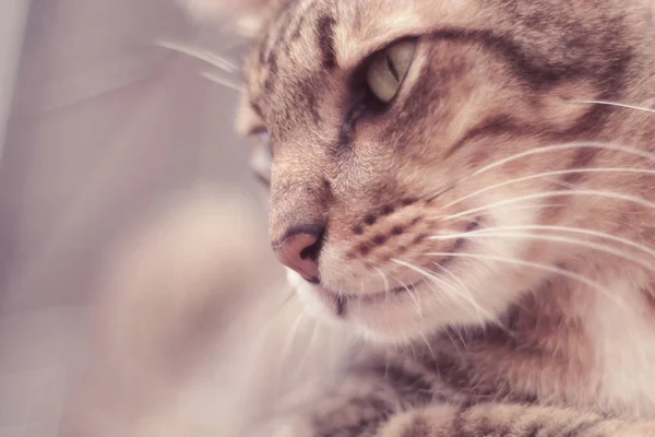 Porträt der braunen Makrele junge gestromte Katze liebenswerte Tierfreundin, Nahaufnahme, neugierig guckend und beobachtend — Stockfoto