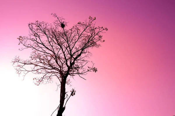 Kuş yuvası ile kurutulmuş silouette ağaç aşk ifade pembe gökyüzü güzel doğa arka plan — Stok fotoğraf