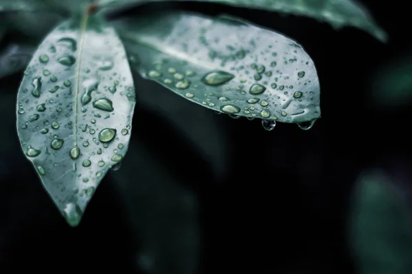 Fotografia naturalistica di piante foglie goccia d'acqua natura macro verde Gocce d'acqua su foglie verdi fresche Isolato su sfondo nero — Foto Stock