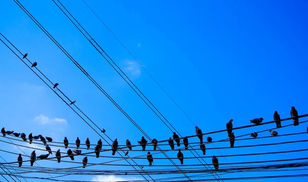 Pássaros em fios de linha de energia contra o céu azul com nuvens fundo vintage retro instagram filtro — Fotografia de Stock