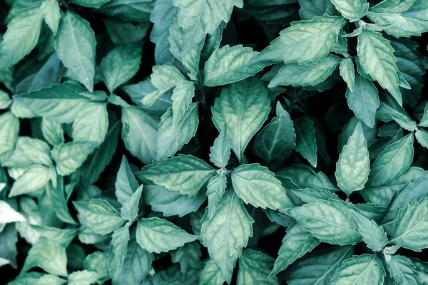 Close-up tropische natuur groen blad textuur achtergrond donkere natuur achtergrond, groene bladeren in natuurlijk licht en schaduw. — Stockfoto