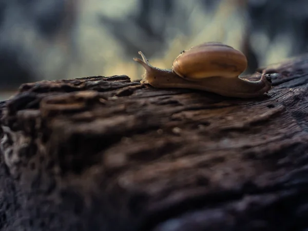 Κοντινό-up σαλιγκάρι, μακρο σε παλιό ρουστίκ ξύλο φύση δάσος θόλωμα φόντο — Φωτογραφία Αρχείου
