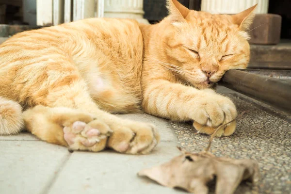 Очаровательный очаровательный прекрасный красивый оранжевый кот Тэбби спит с закрытыми глазами на улице осенью сушеный лист на земле . — стоковое фото