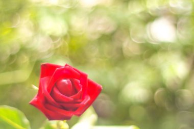 Bokeh arka plan üzerinde kırmızı güller, Bokeh soyut valentine closeup Romantik kırmızı güller 