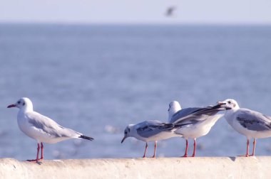 Martı Uçuşu, Mavi Gökte Uçan Deniz Kuşu, Mavi Deniz Mavisi, beyaz, parlak bir ton. Doğa, günlük yaşamınızdan uzaklaşabilir. Deniz manzarası, bulanık, mavi bir arka plan.