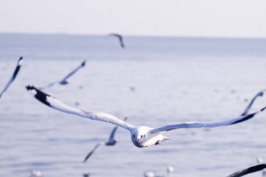 Martı Uçuşu, Mavi Gökte Uçan Deniz Kuşu, Mavi Deniz Mavisi, beyaz, parlak bir ton. Doğa, günlük yaşamınızdan uzaklaşabilir. Deniz manzarası, bulanık, mavi bir arka plan.