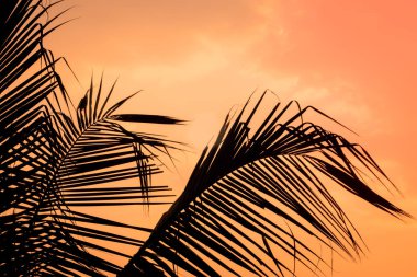 Palms hindistan cevizi yaprakları ve güneş, tropikal günbatımı arka plan