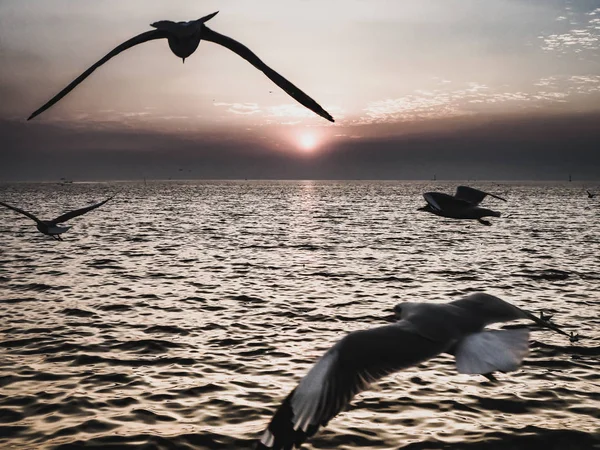 Oiseaux de mer survolant la mer au coucher du soleil (lever du soleil, plage, coucher du soleil) — Photo